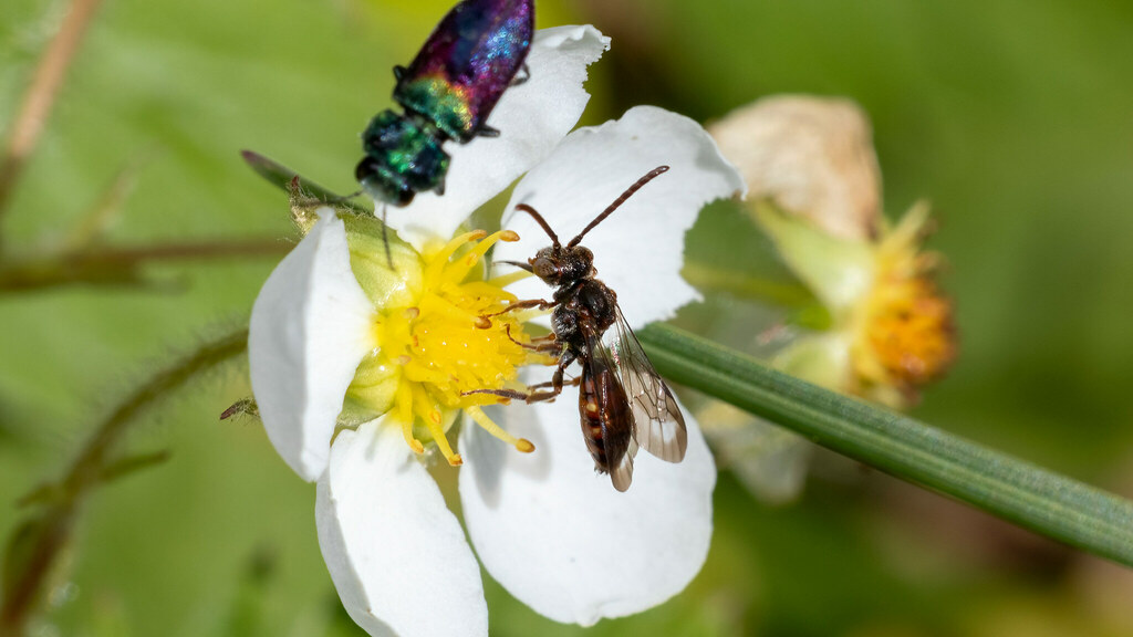 Apidae Nomada