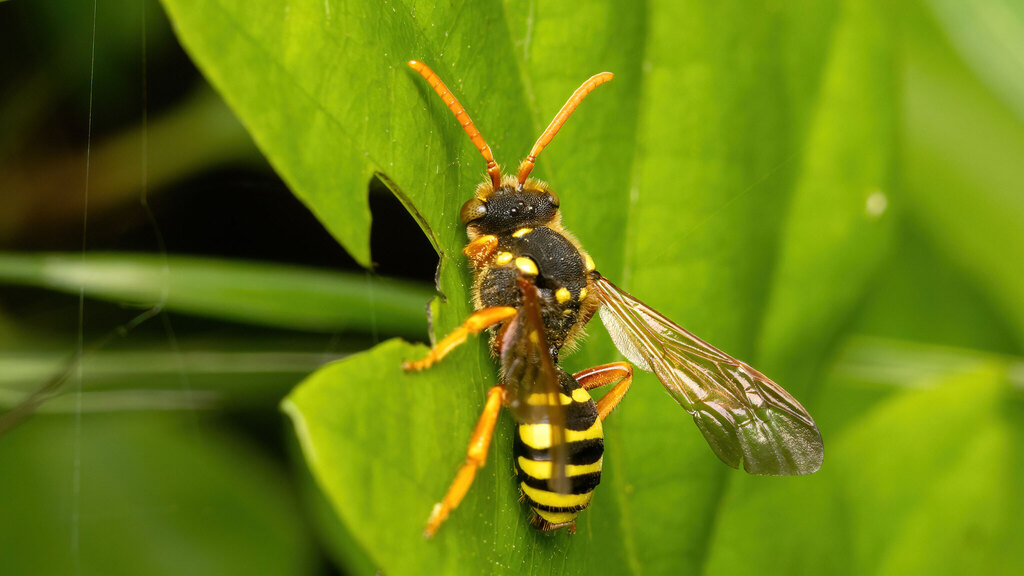 Apidae Nomada