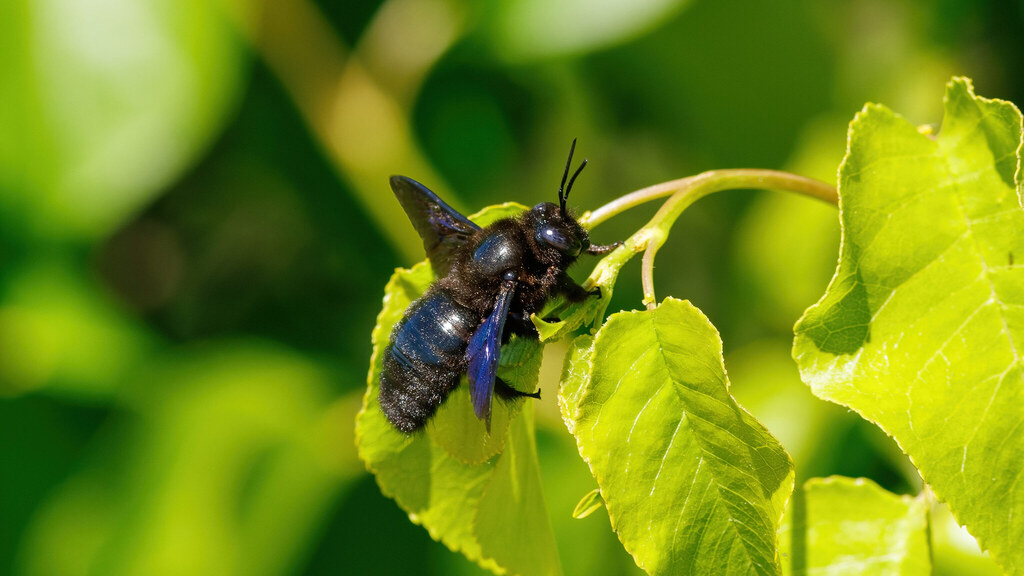 Apidae Xylocopa valga