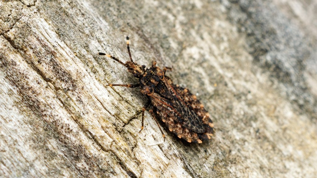 Aradus sp.