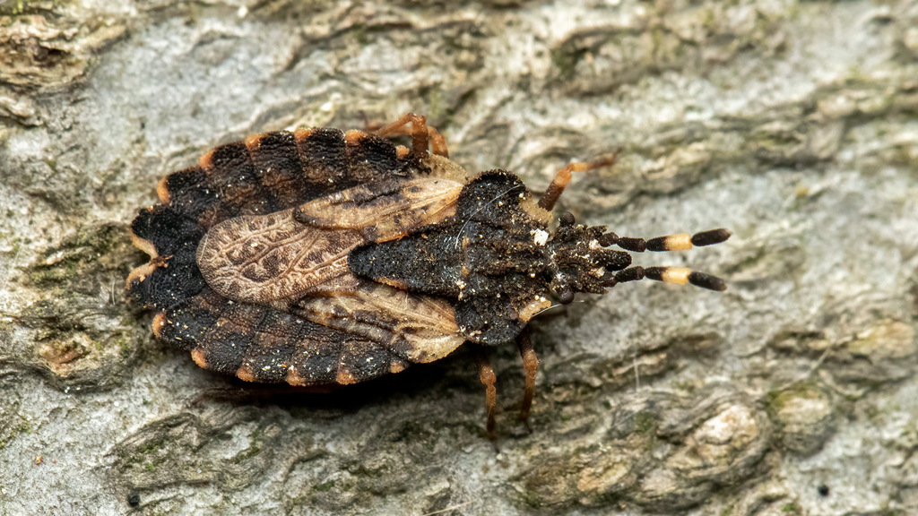 Aradidae Aradus versicolor