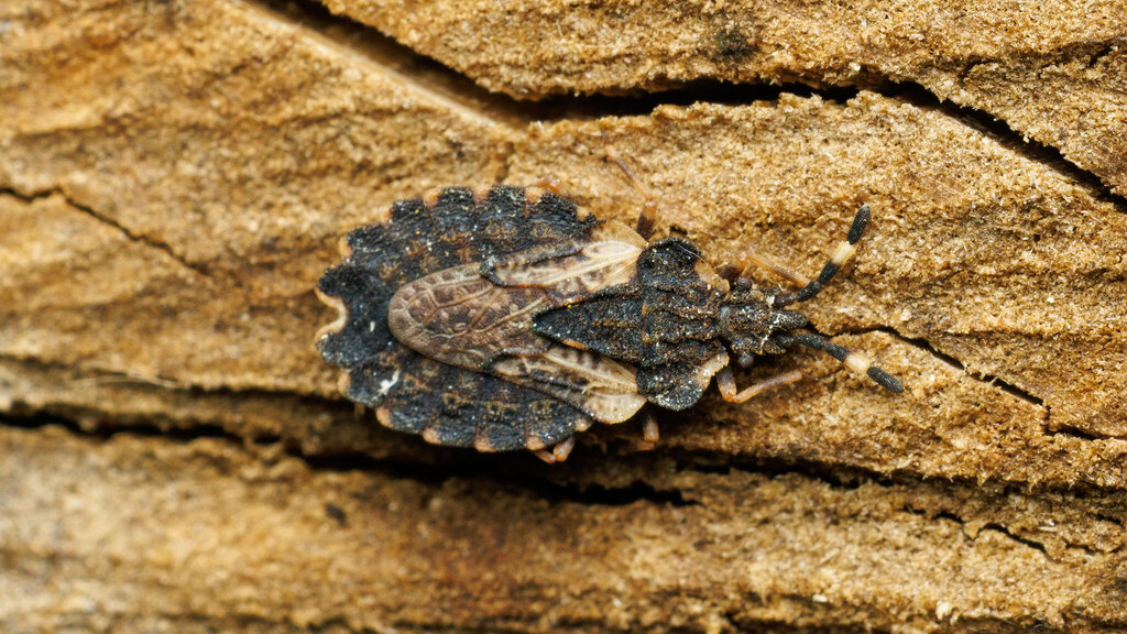 Aradidae Aradus versicolor