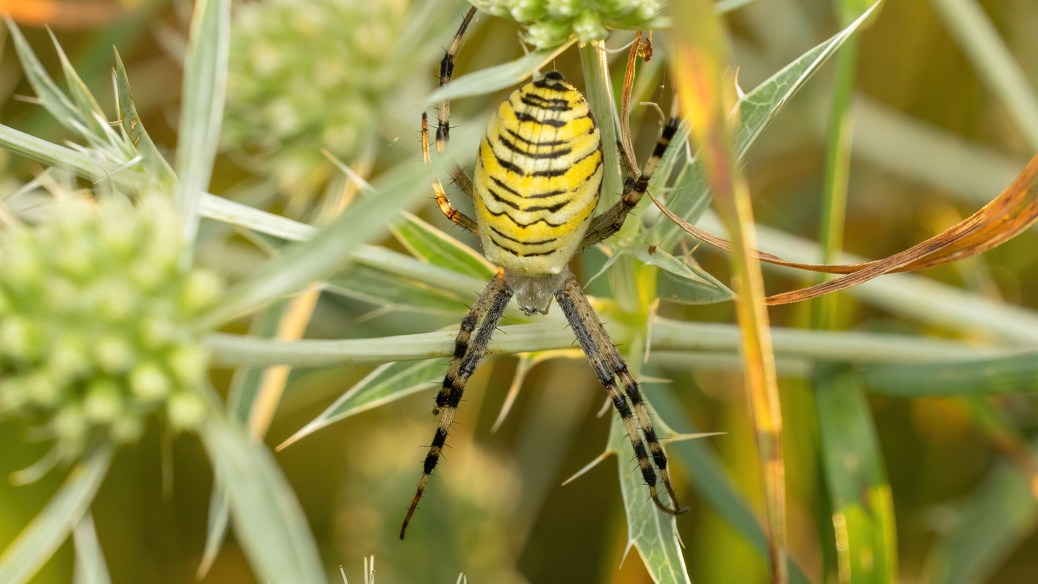 Araneidae Argiope bruennichi
