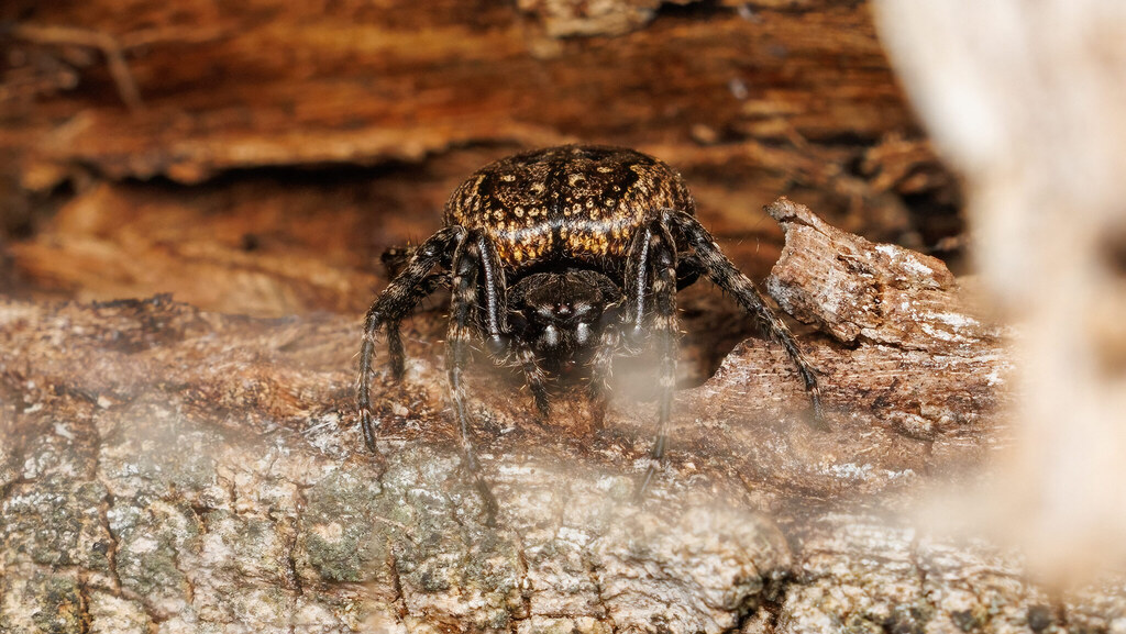 Araneidae Nuctenea umbratica