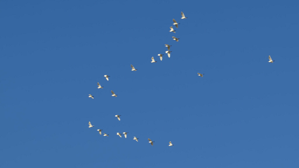 Ardeidae Bubulcus ibis