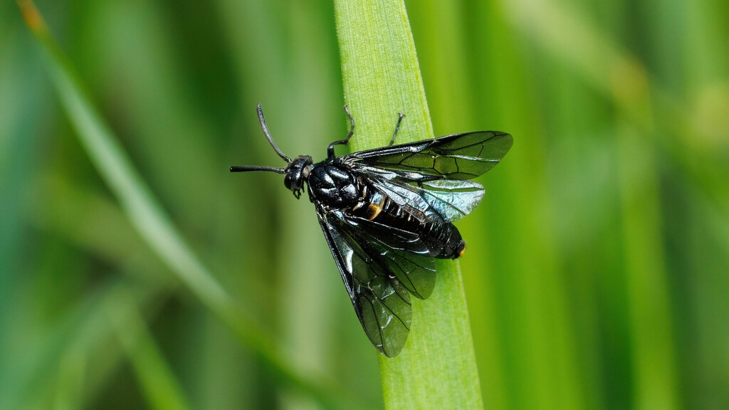 Argidae Arge