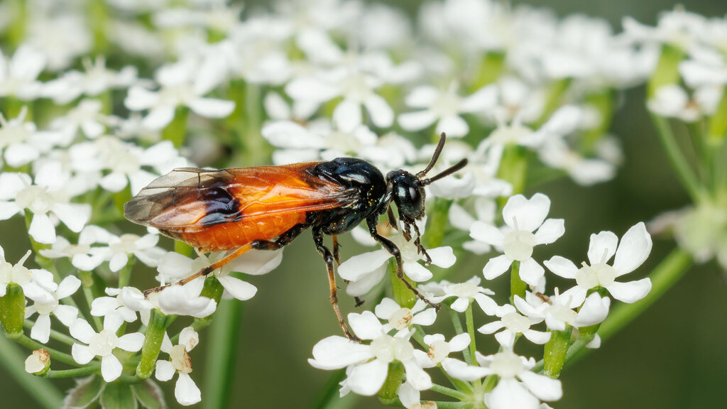 Argidae Arge cyanocrocea
