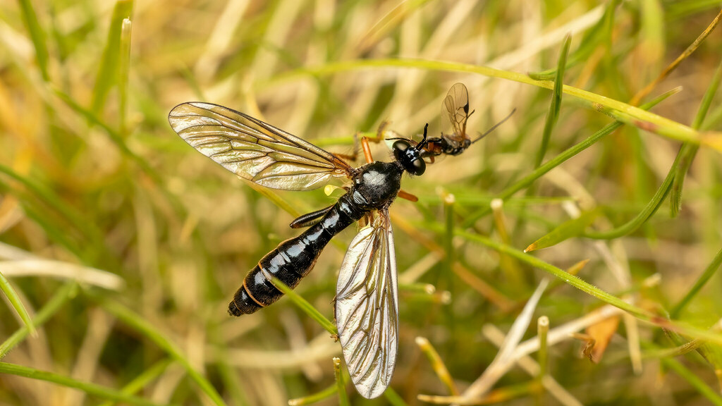 Asilidae Dioctria