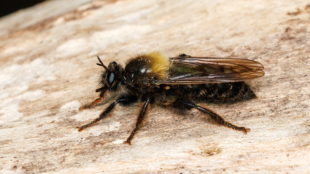 Asilidae Laphria ephippium