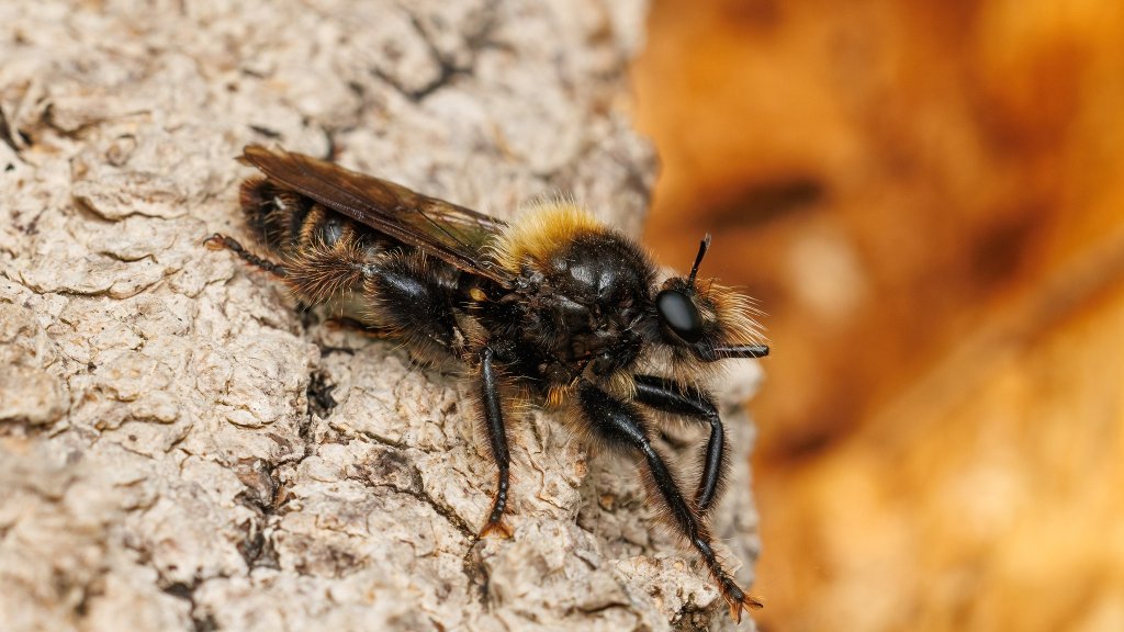 Laphria ephippium