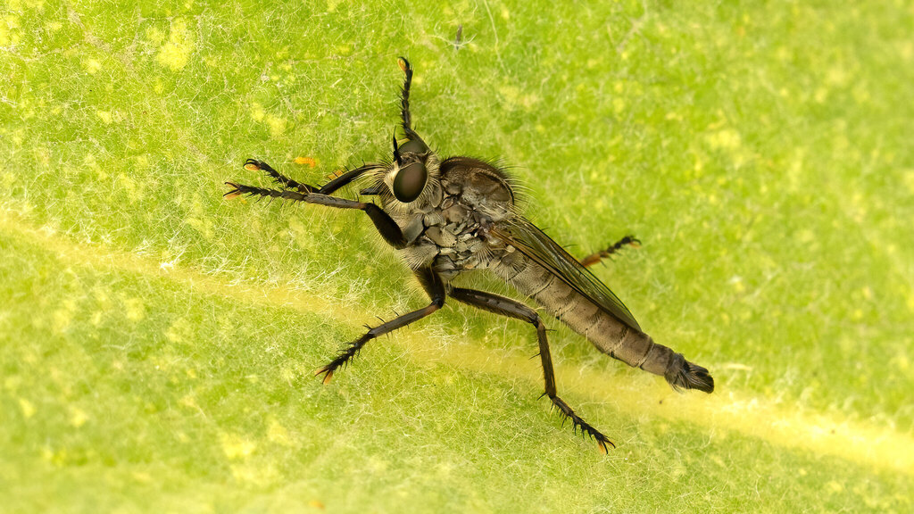 Asilidae Machimus rusticus