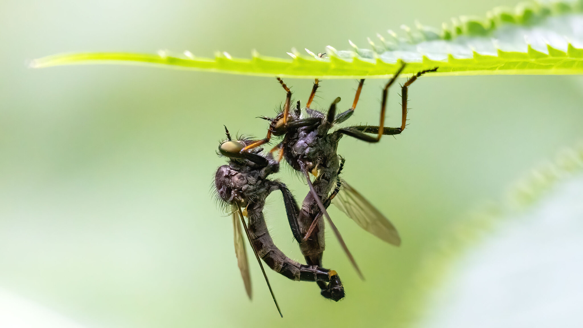 Asilidae Neoitamus cyanurus