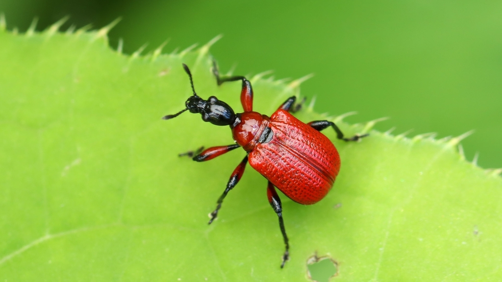 Attelabidae Apoderus coryli