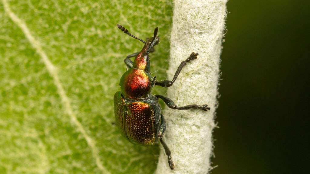Attelabidae Byctiscus populi