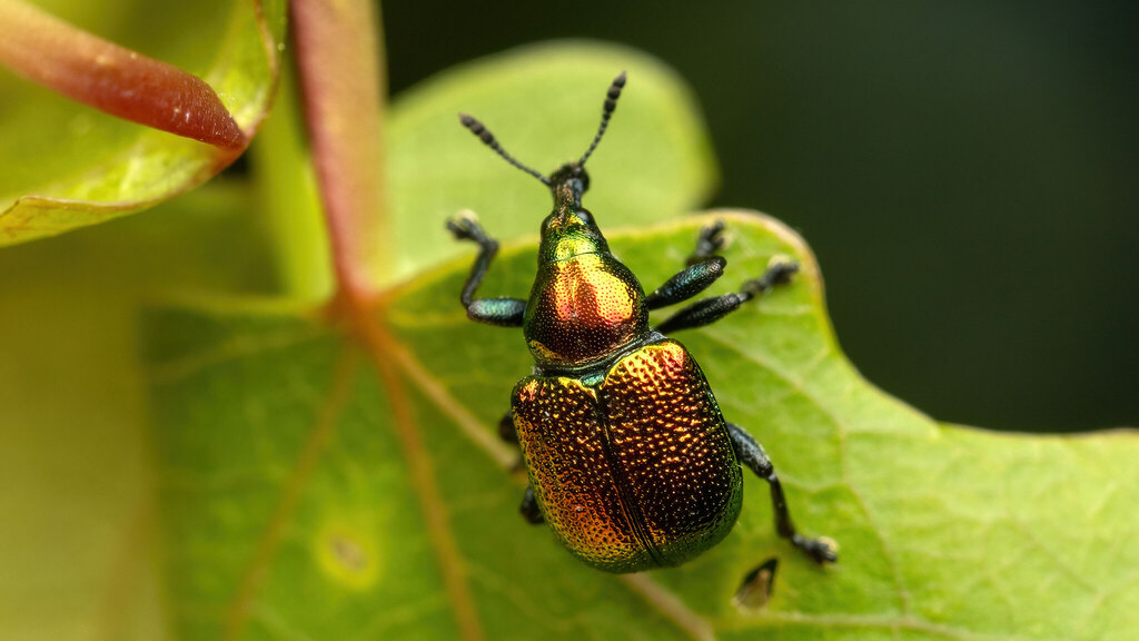 Attelabidae Byctiscus populi