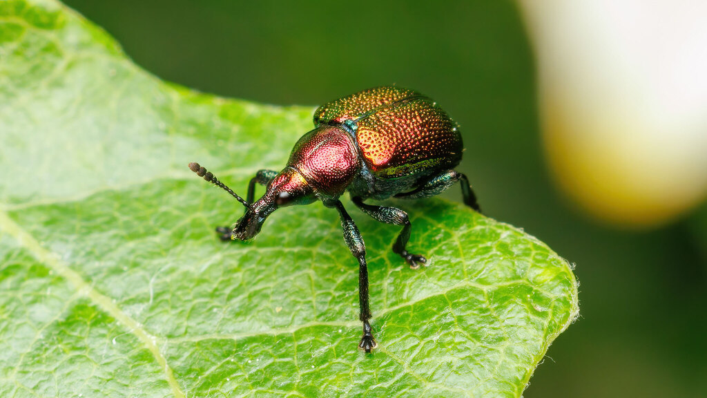 Attelabidae Byctiscus populi