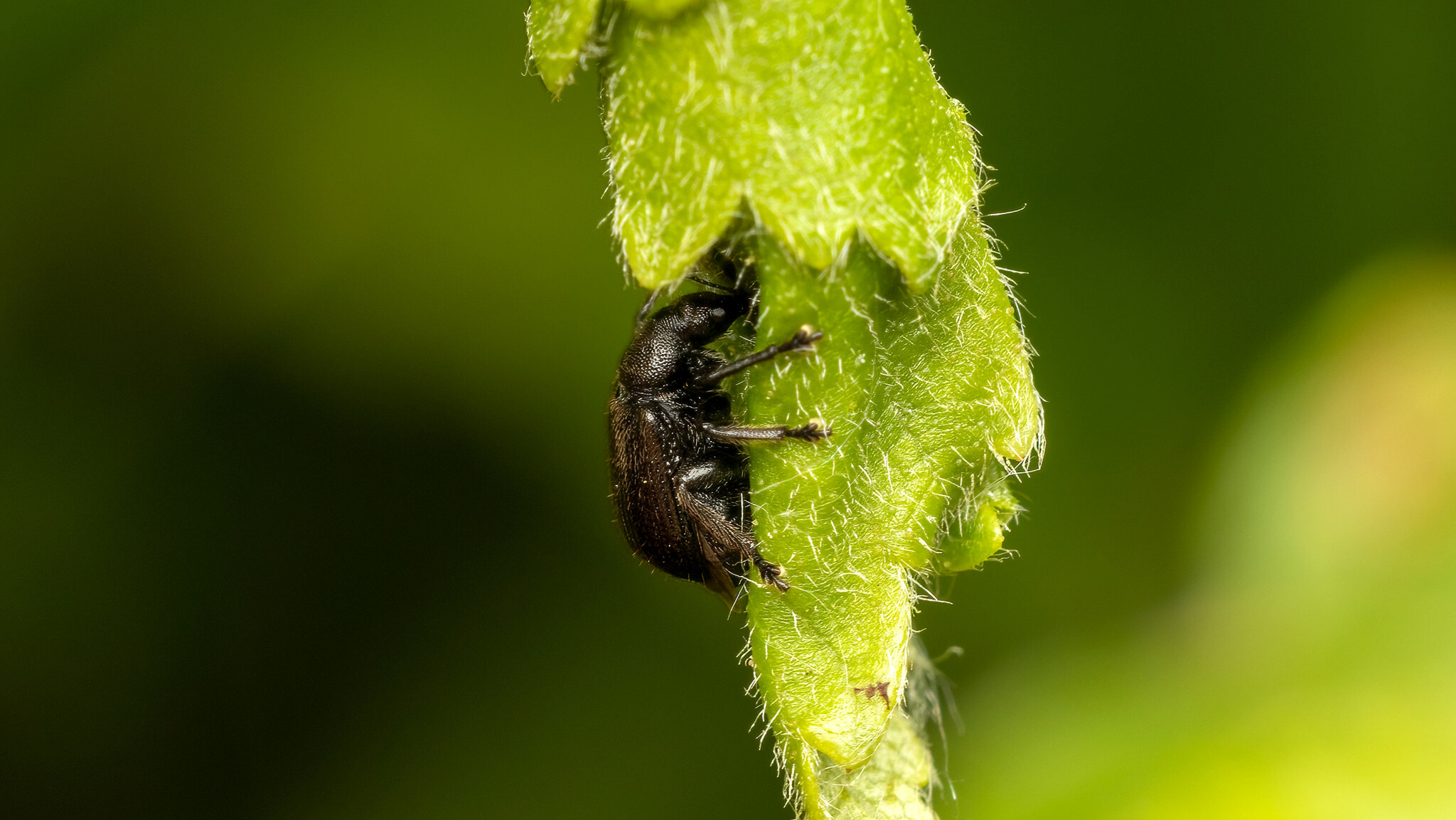 Attelabidae Deporaus betulae