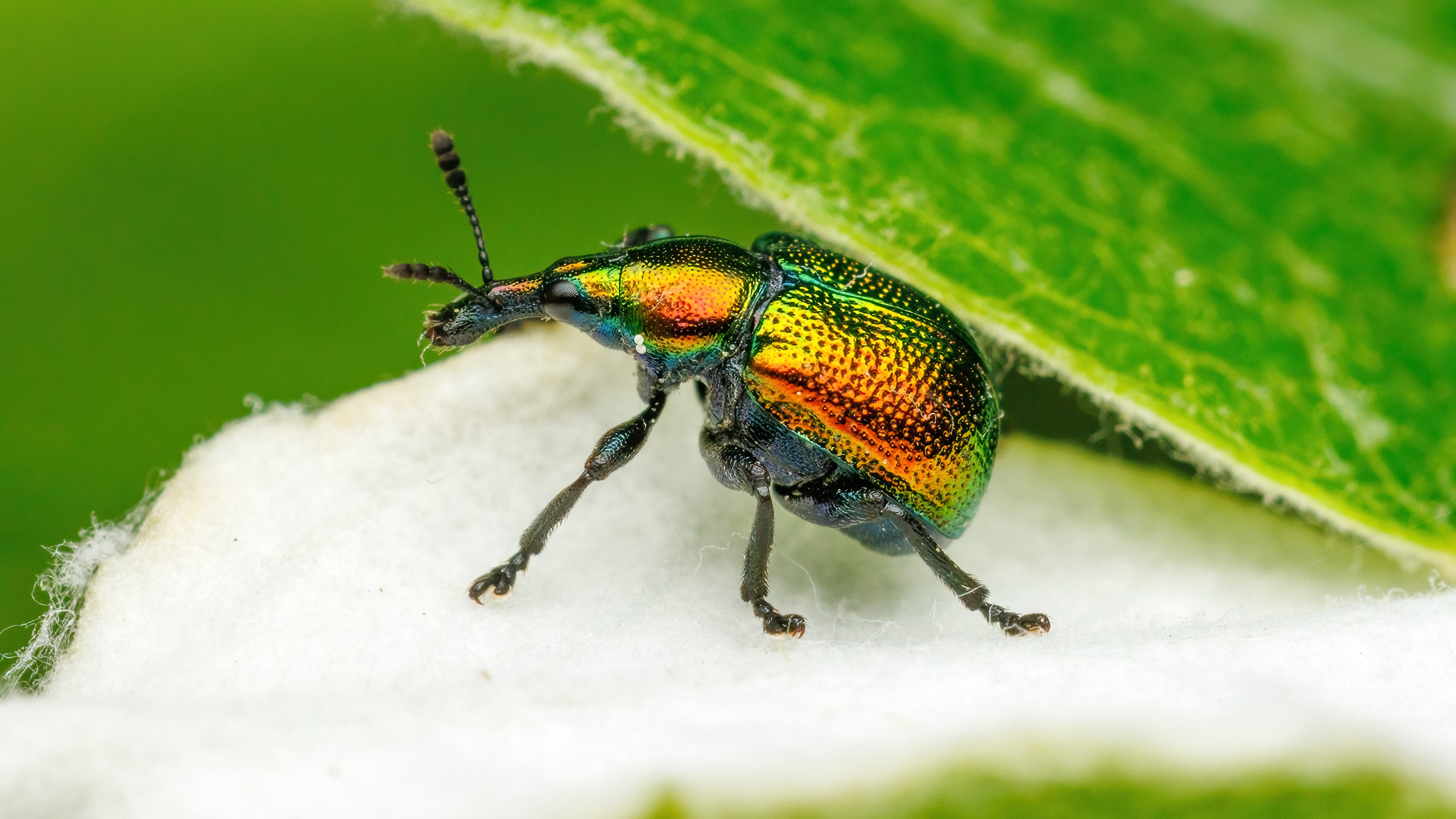Attelabidae Byctiscus populi