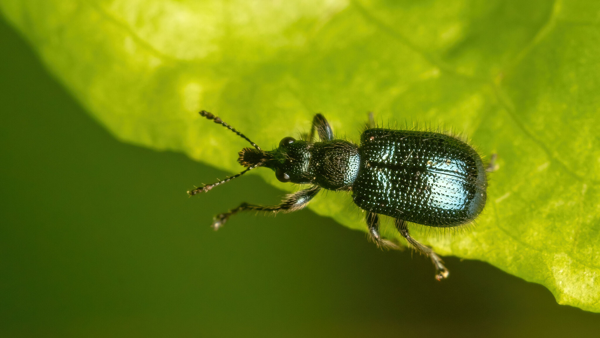 Attelabidae Lasiorhynchites comatus