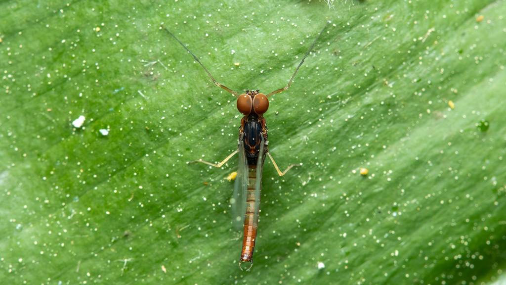 Baetidae Baetis
