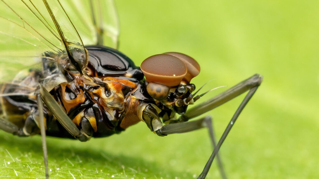 Baetidae Baetis