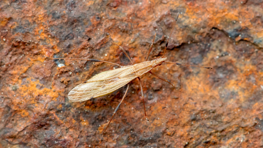 Berytidae Berytinus