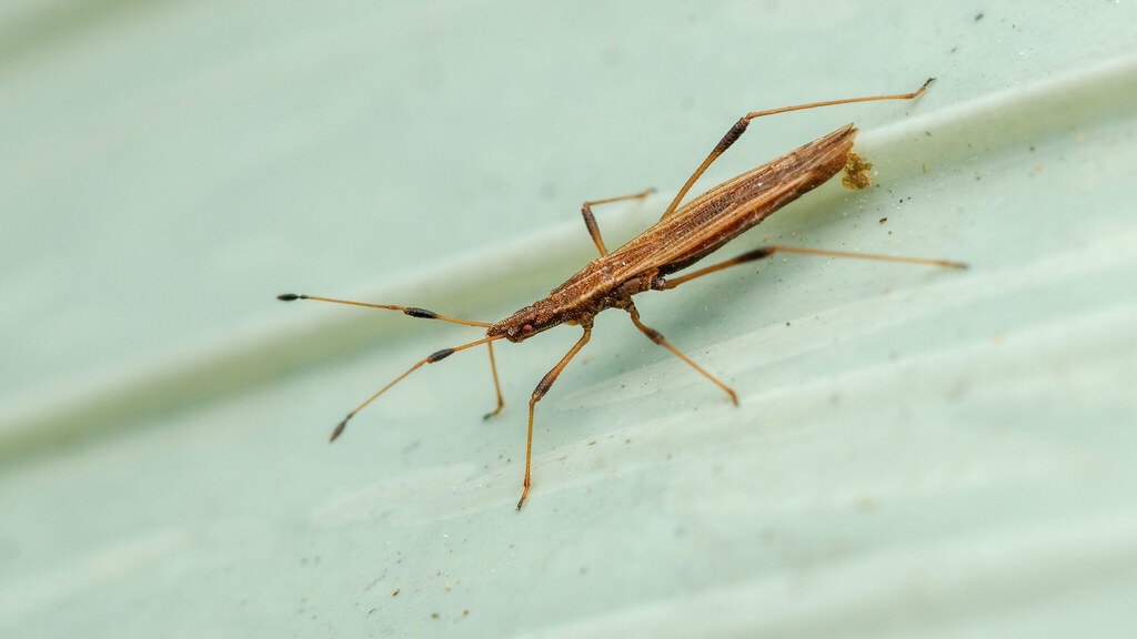 Berytidae Berytinus