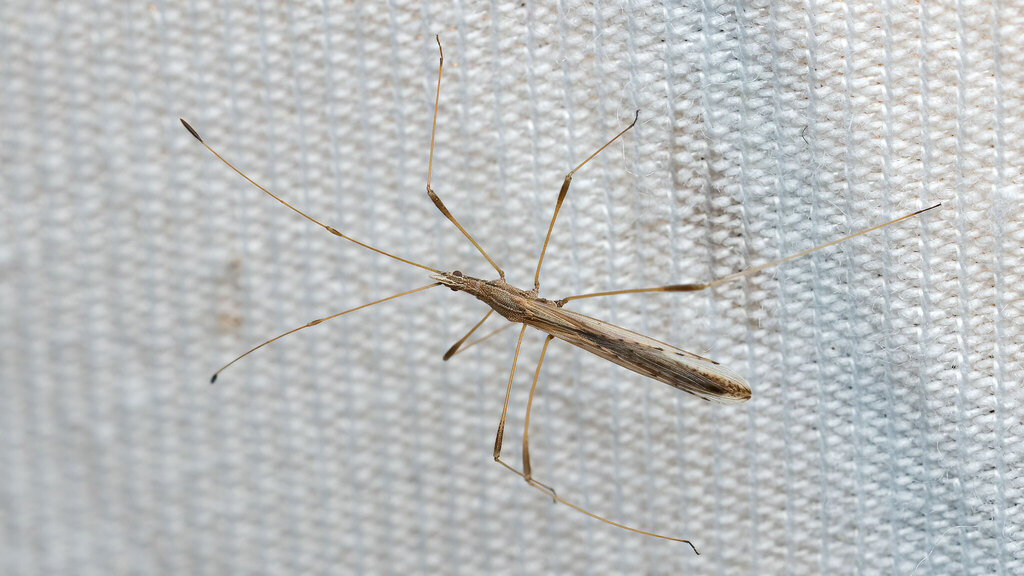 Berytidae Neides tipularius