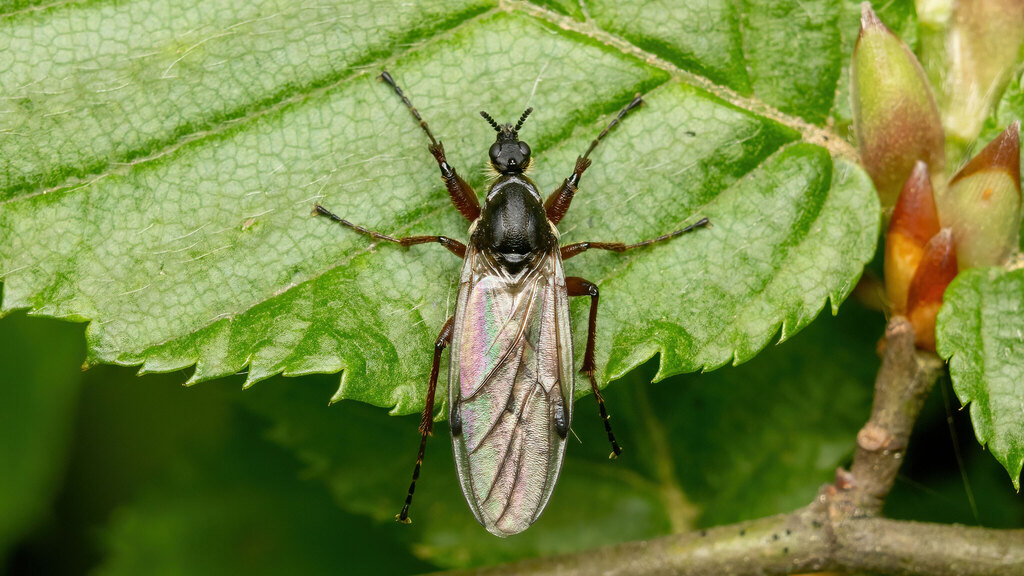 Bibionidae Bibio