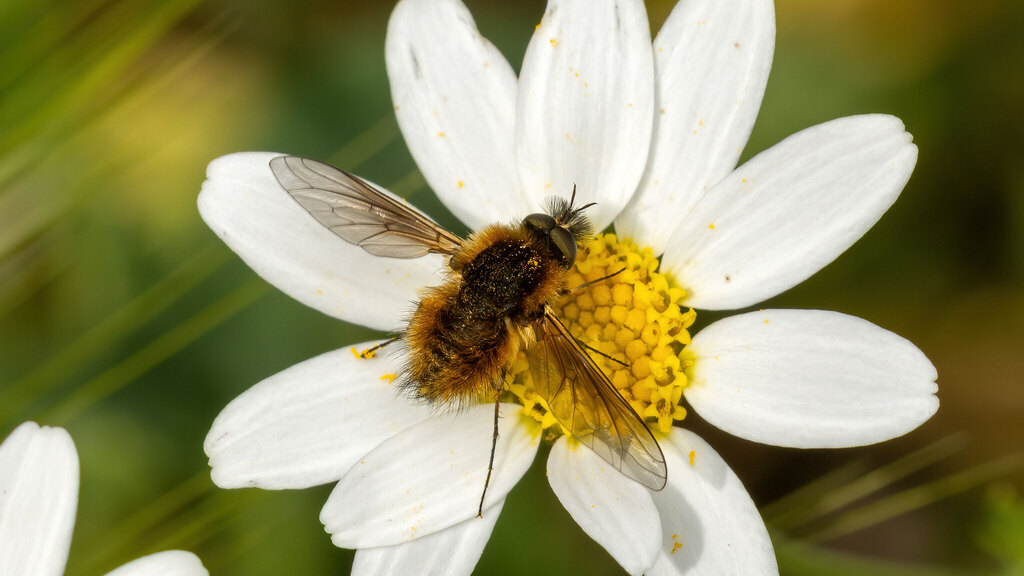 Bombyliidae Bombylisoma