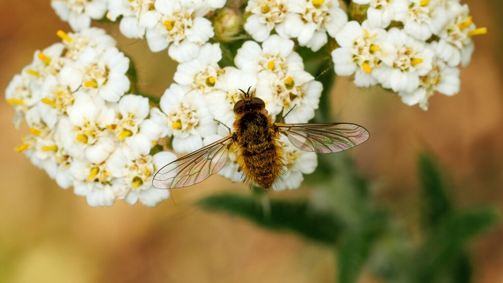 Bombyliidae Bombylisoma