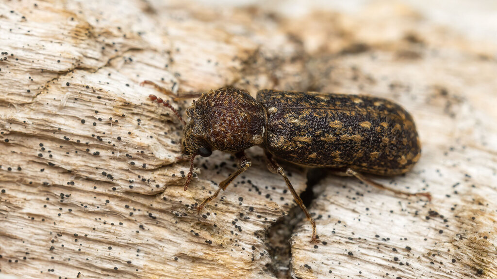 Bostrichidae Lichenophanes varius
