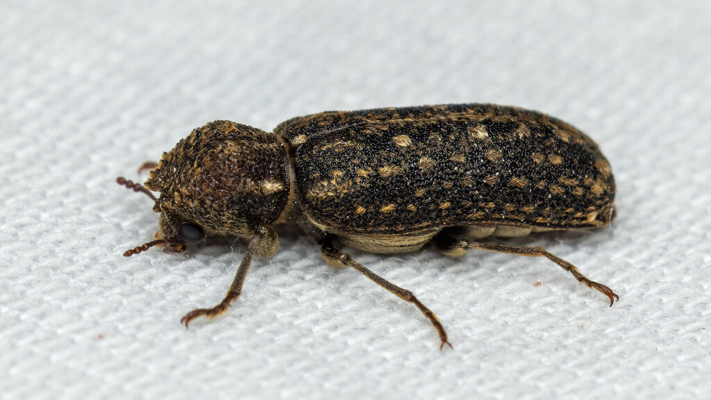 Bostrichidae Lichenophanes varius