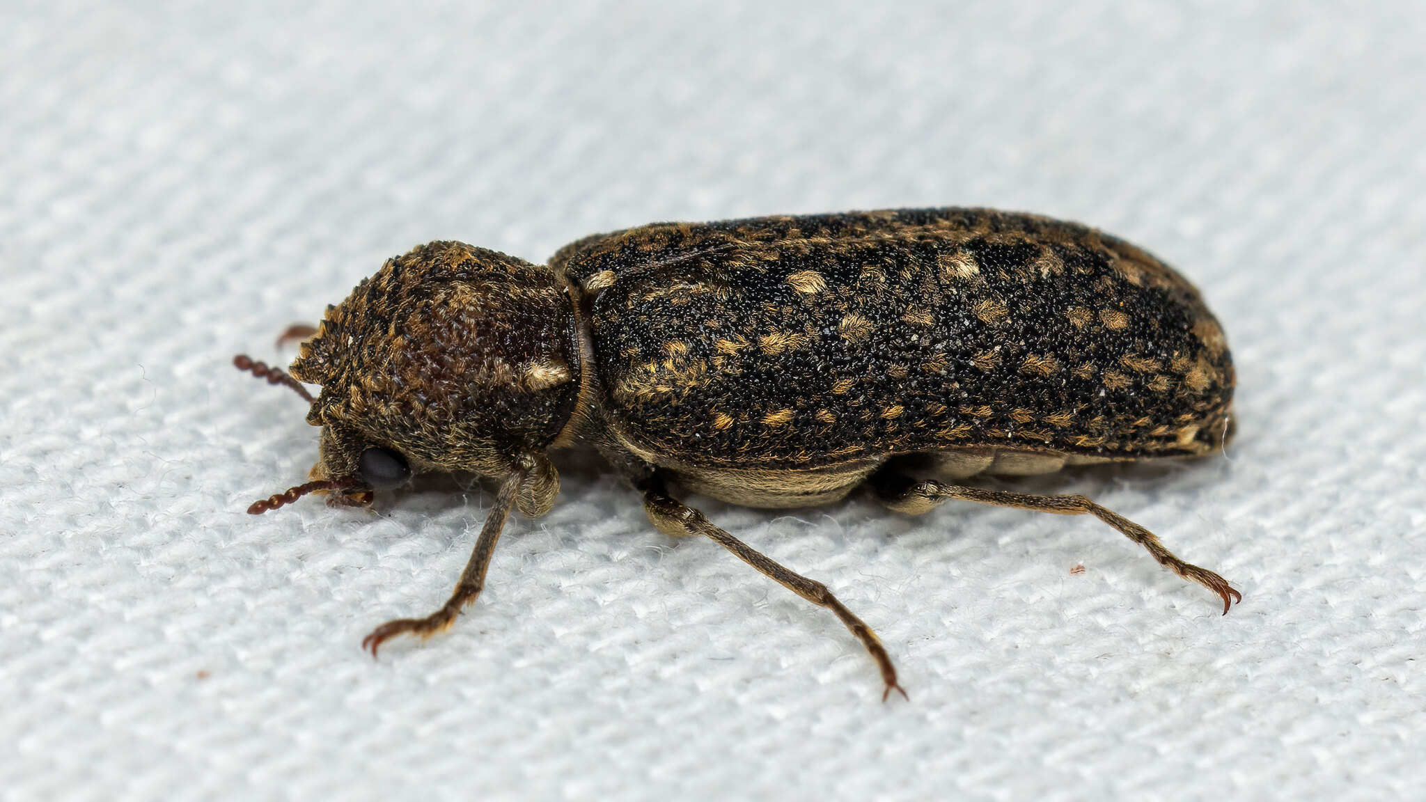 Bostrichidae Lichenophanes varius