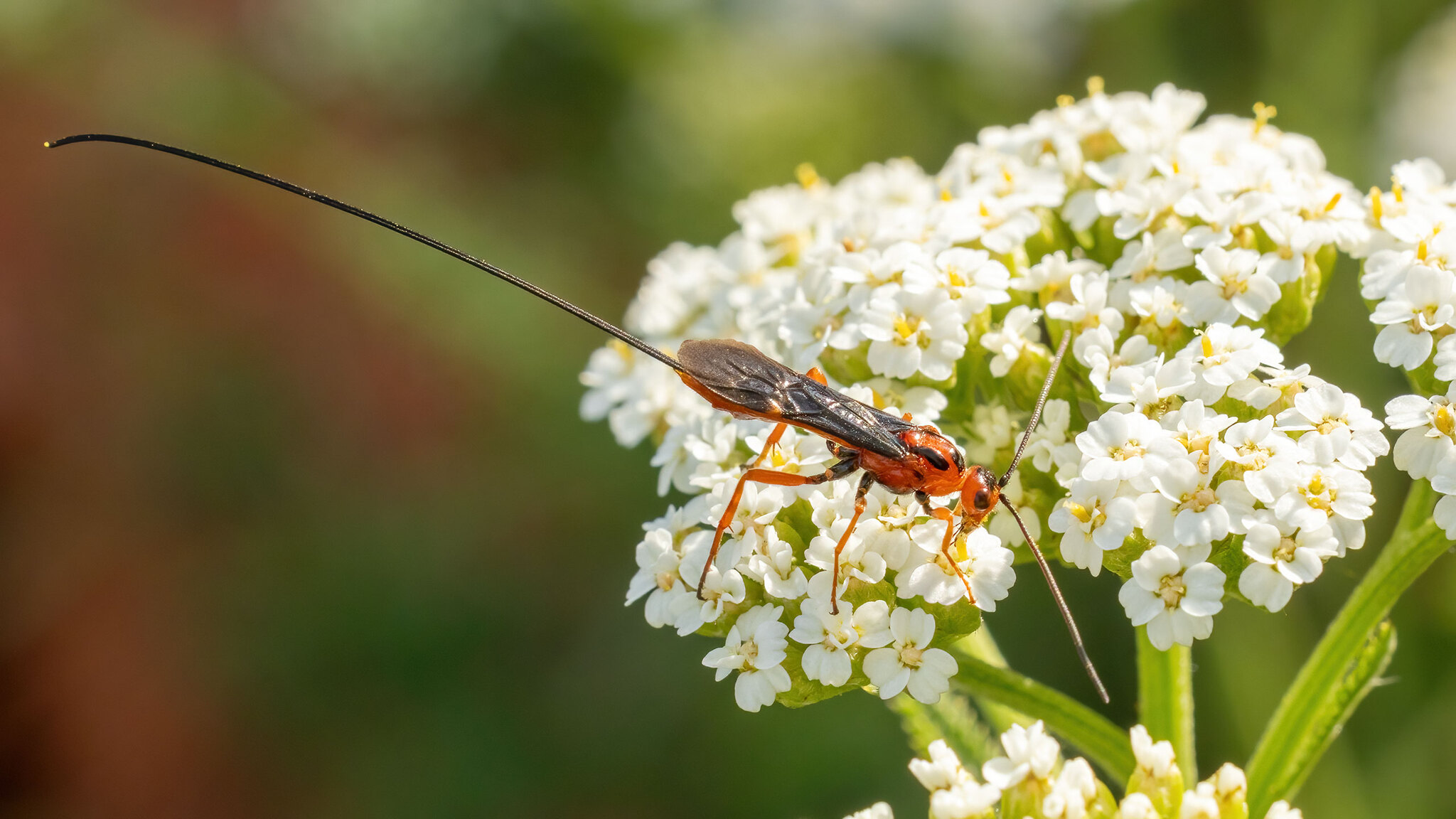 Braconidae Braconidae