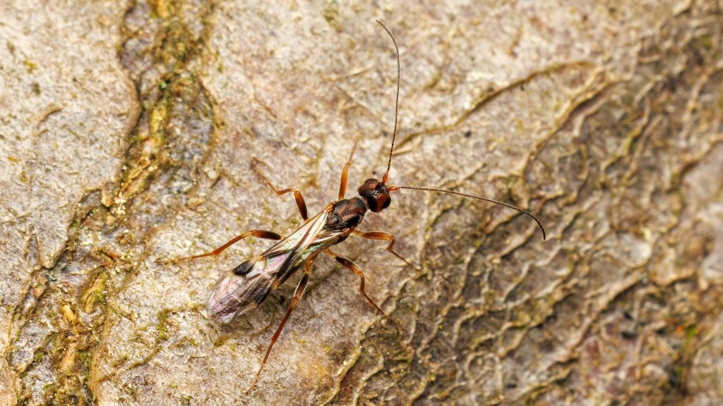 Spathius sp.