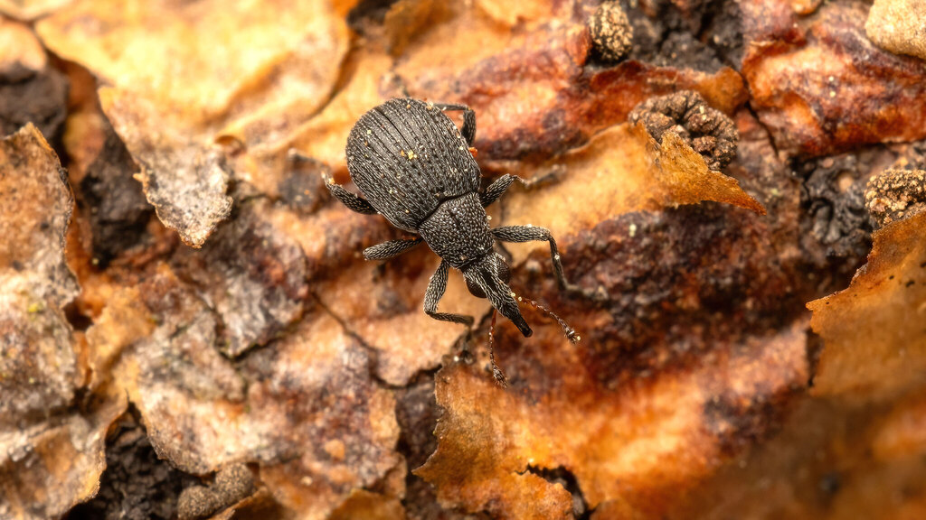 Brentidae Oxystoma