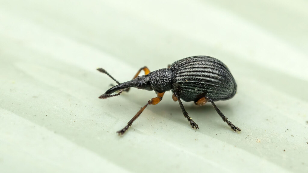 Brentidae Protapion trifolii