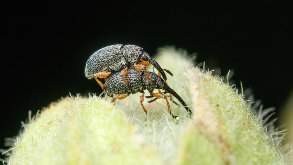 Rhopalapion longirostre