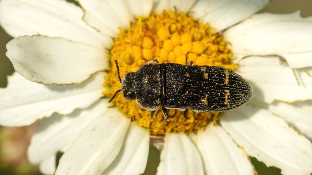 Buprestidae Acmaeoderella flavofasciata