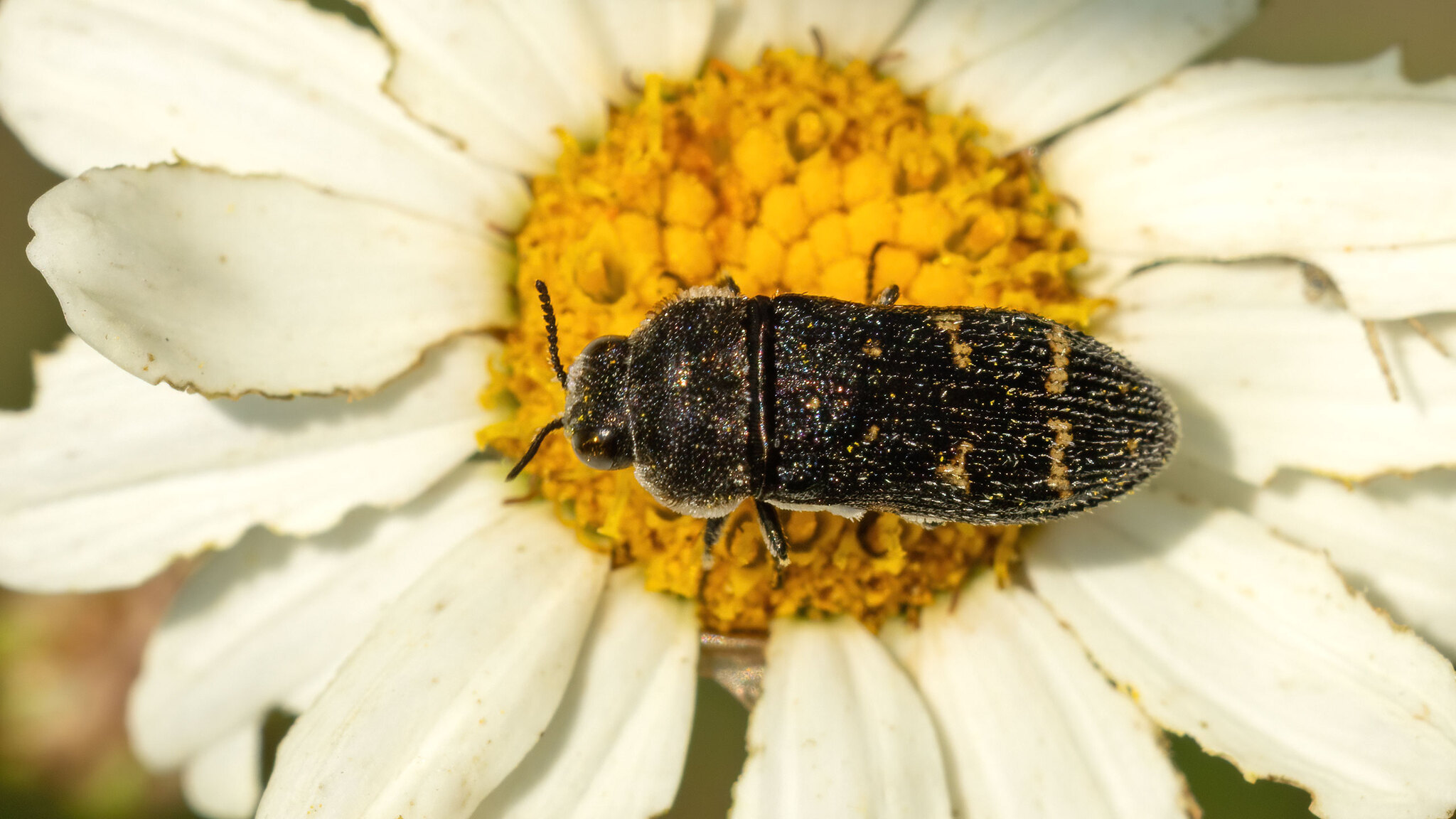 Buprestidae Acmaeoderella flavofasciata