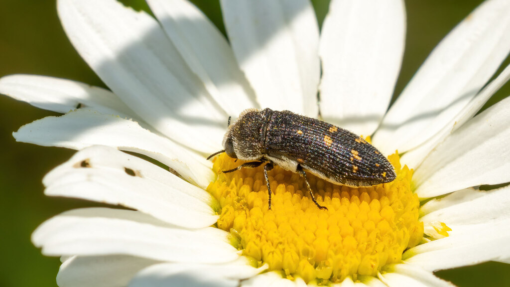 Buprestidae Acmaeoderella flavofasciata