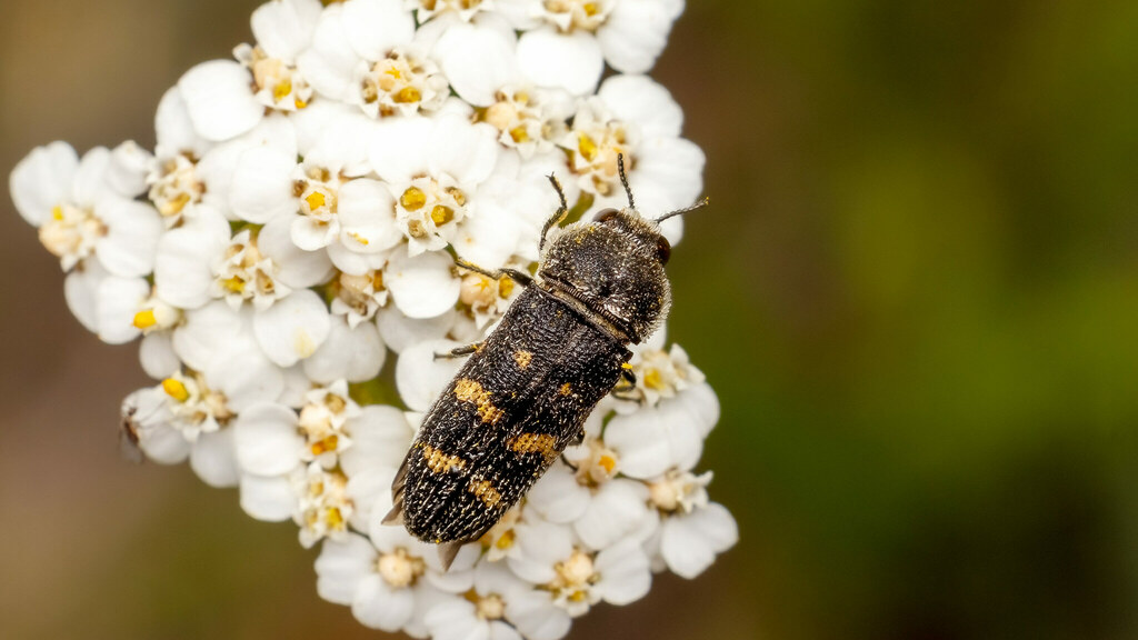 Buprestidae Acmaeoderella flavofasciata flavofasciata