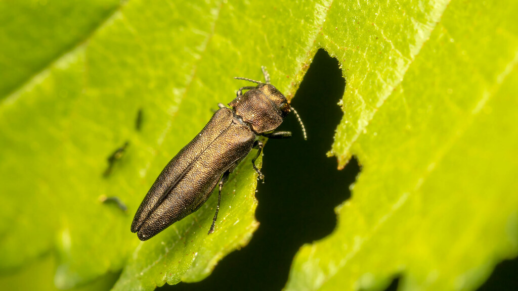 Buprestidae Agrilus
