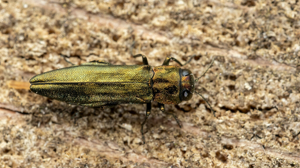 Buprestidae Agrilus