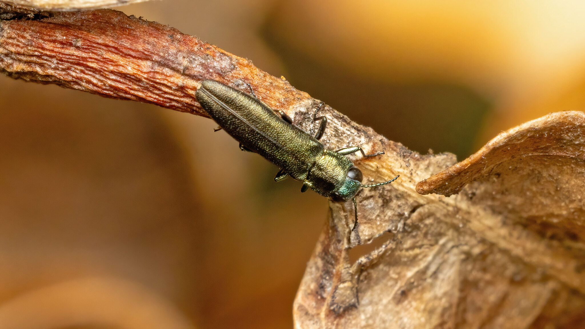 Buprestidae Agrilus