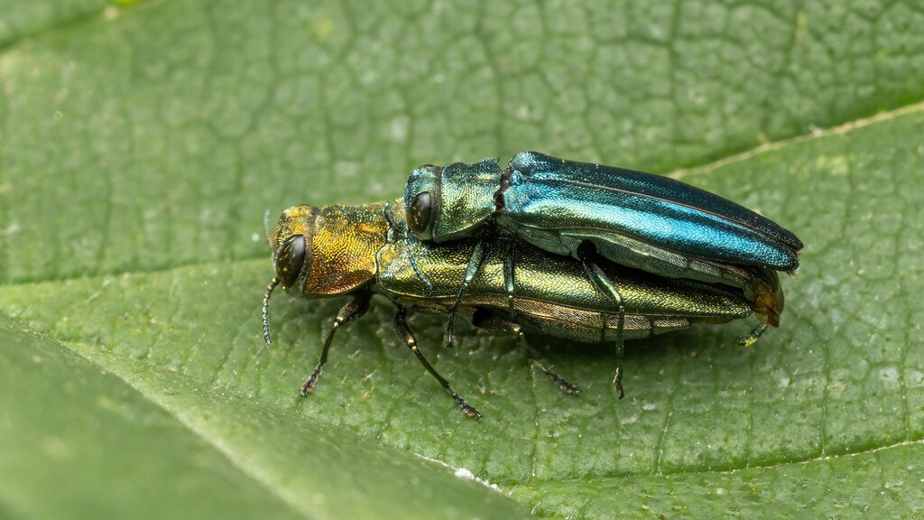 Buprestidae Agrilus auricollis