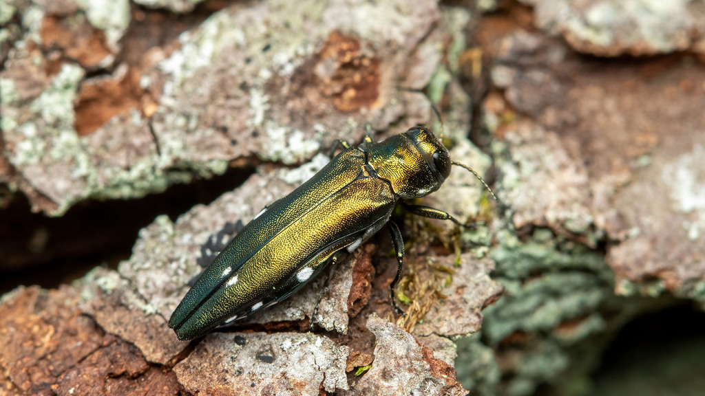 Buprestidae Agrilus biguttatus