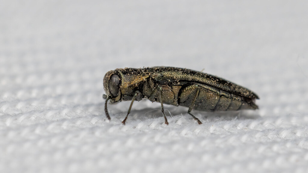 Buprestidae Agrilus laticornis
