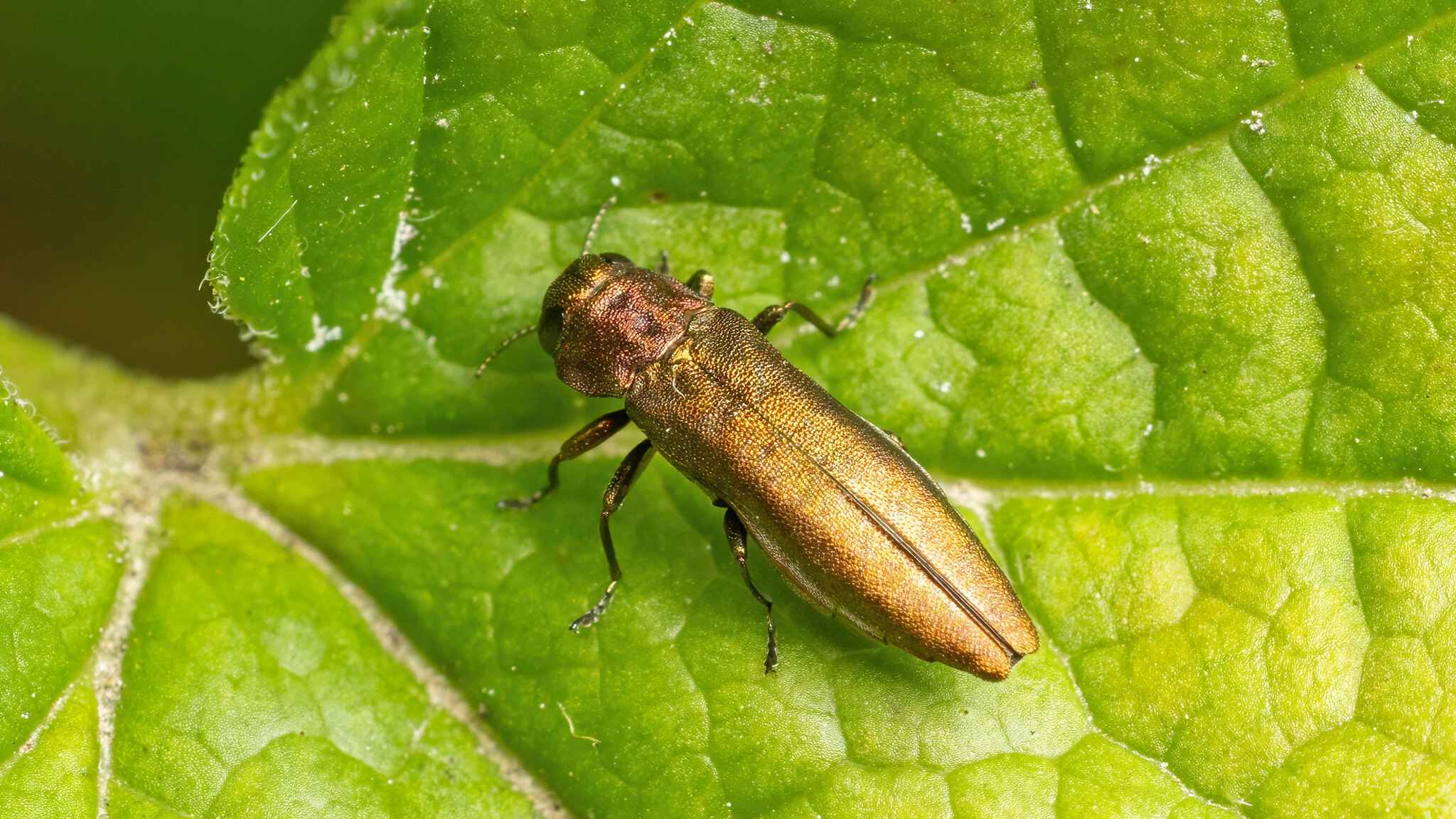 Buprestidae Agrilus ribesi